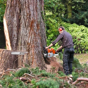 Abattage d’un arbre incliné menaçant une propriété.
